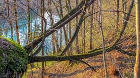 Spływ kajakowy - rzeka Łyna - zdjęcie 4