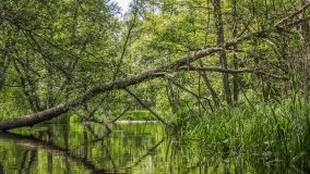 Spływ kajakowy - rzeka Orzysza - zdjęcie 6