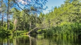 Spływ kajakowy - rzeka Orzysza - zdjęcie 4