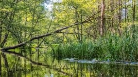 Spływ kajakowy - rzeka Orzysza - zdjęcie 2