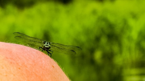 Sapina - zdjęcie 130