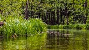 Spływ kajakowy - rzeka Sapina - jez. Święcajty - zdjęcie 125