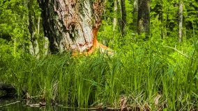 Spływ kajakowy - rzeka Sapina - jez. Święcajty - zdjęcie 121