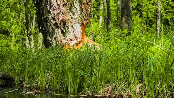 Sapina - zdjęcie 121