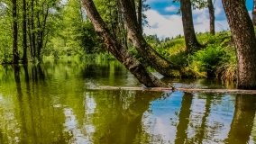 Spływ kajakowy - rzeka Sapina - jez. Święcajty - zdjęcie 120