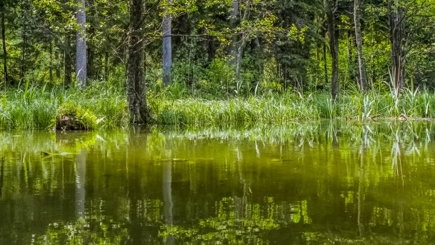 Sapina - zdjęcie 119