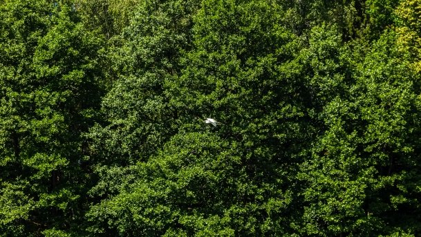 Sapina - zdjęcie 87