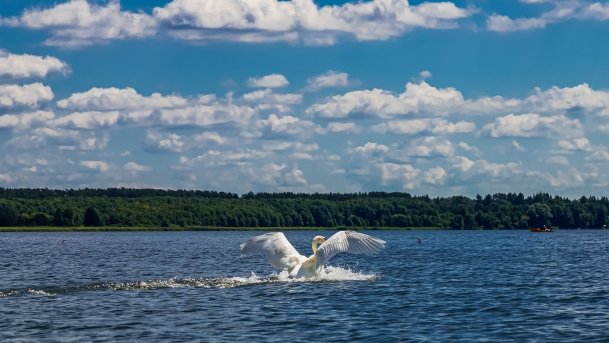 Sapina - zdjęcie 82