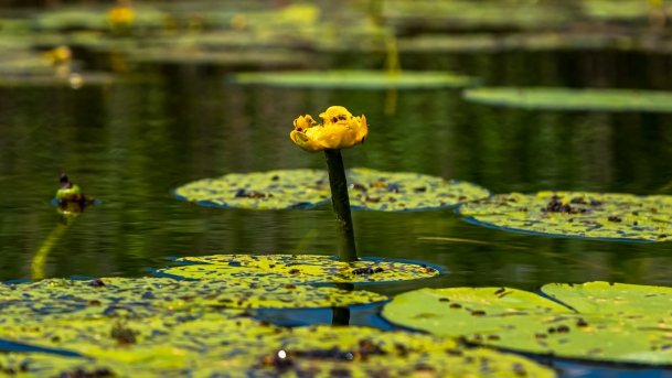 Sapina - zdjęcie 81