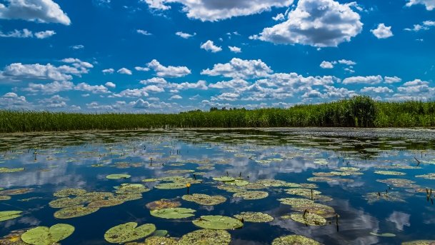 Sapina - zdjęcie 80