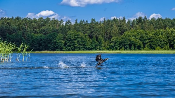 Sapina - zdjęcie 79