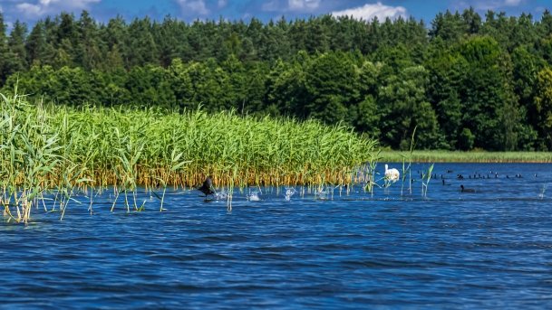 Sapina - zdjęcie 72