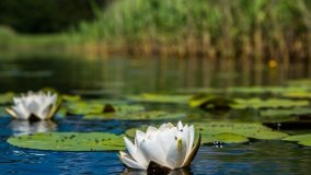 Spływ kajakowy - rzeka Sapina - jez. Święcajty - zdjęcie 66