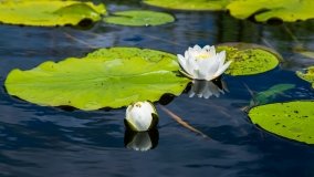 Spływ kajakowy - rzeka Sapina - jez. Święcajty - zdjęcie 64