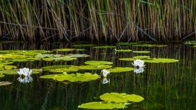 Spływ kajakowy - rzeka Sapina - jez. Święcajty - zdjęcie 63