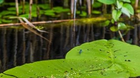 Spływ kajakowy - rzeka Sapina - jez. Święcajty - zdjęcie 62