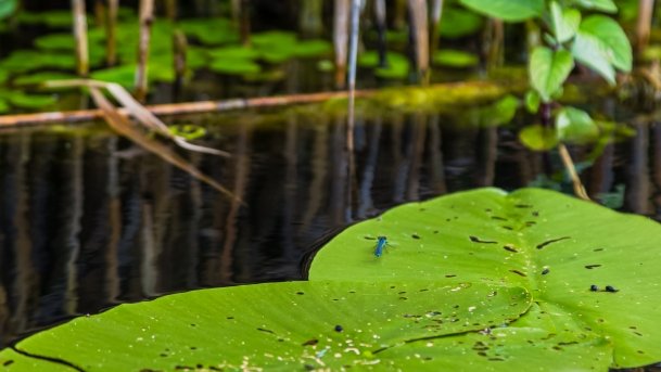 Sapina - zdjęcie 62