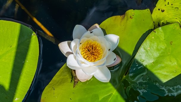 Sapina - zdjęcie 61