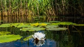 Spływ kajakowy - rzeka Sapina - jez. Święcajty - zdjęcie 60