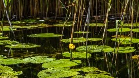 Spływ kajakowy - rzeka Sapina - jez. Święcajty - zdjęcie 59