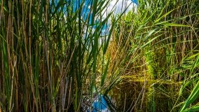 Spływ kajakowy - rzeka Sapina - jez. Święcajty - zdjęcie 57