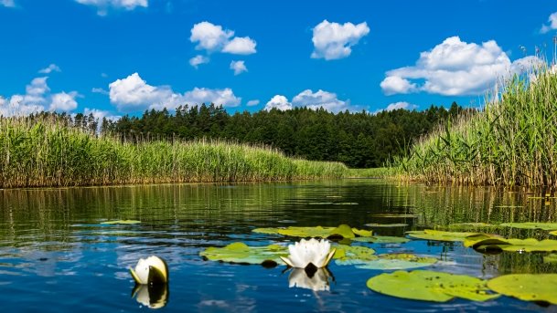 Sapina - zdjęcie 54