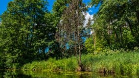 Spływ kajakowy - rzeka Sapina - jez. Święcajty - zdjęcie 51