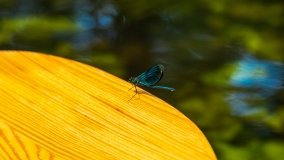 Spływ kajakowy - rzeka Sapina - jez. Święcajty - zdjęcie 48