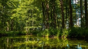 Spływ kajakowy - rzeka Sapina - jez. Święcajty - zdjęcie 38