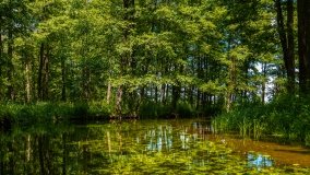 Spływ kajakowy - rzeka Sapina - jez. Święcajty - zdjęcie 36