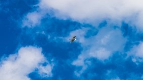 Spływ kajakowy - rzeka Sapina - jez. Święcajty - zdjęcie 32