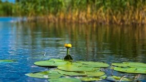 Spływ kajakowy - rzeka Sapina - jez. Święcajty - zdjęcie 31