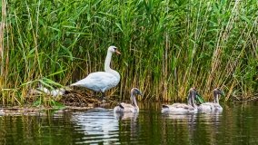 Spływ kajakowy - rzeka Sapina - jez. Święcajty - zdjęcie 30