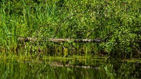 Spływ kajakowy - rzeka Sapina - jez. Święcajty - zdjęcie 19