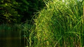 Spływ kajakowy - rzeka Sapina - jez. Święcajty - zdjęcie 10