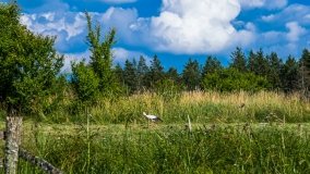 Spływ kajakowy - rzeka Sapina - jez. Święcajty - zdjęcie 4