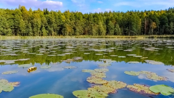 Struga Krawno - zdjęcie 8