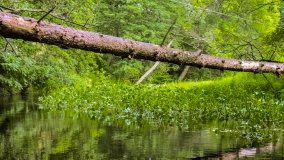Spływ kajakowy - rzeka Węgorapa - zdjęcie 20