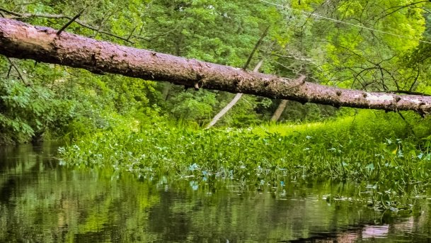 Węgorapa - zdjęcie 20