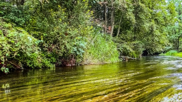 Węgorapa - zdjęcie 15