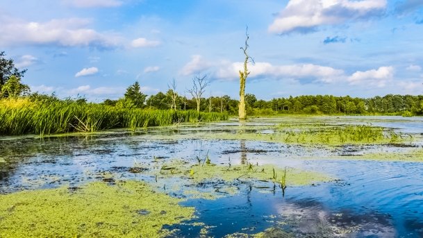 Węgorapa - zdjęcie 14