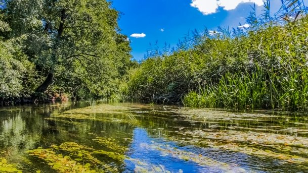 Węgorapa - zdjęcie 1