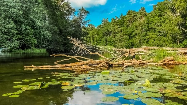 rzeka Krutynia - zdjęcie 23