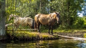 Spływ kajakowy - rzeka Krutynia - zdjęcie 36