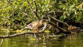 Spływ kajakowy - rzeka Krutynia - zdjęcie 28