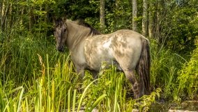 Spływ kajakowy - rzeka Krutynia - zdjęcie 25