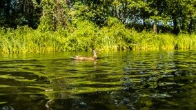 Spływ kajakowy - rzeka Krutynia - zdjęcie 19