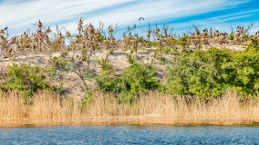 Wyspa Kormoranów - zdjęcie 6