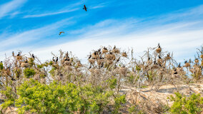 Wyspa Kormoranów - zdjęcie 5