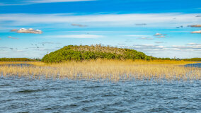 Wyspa Kormoranów - zdjęcie 4